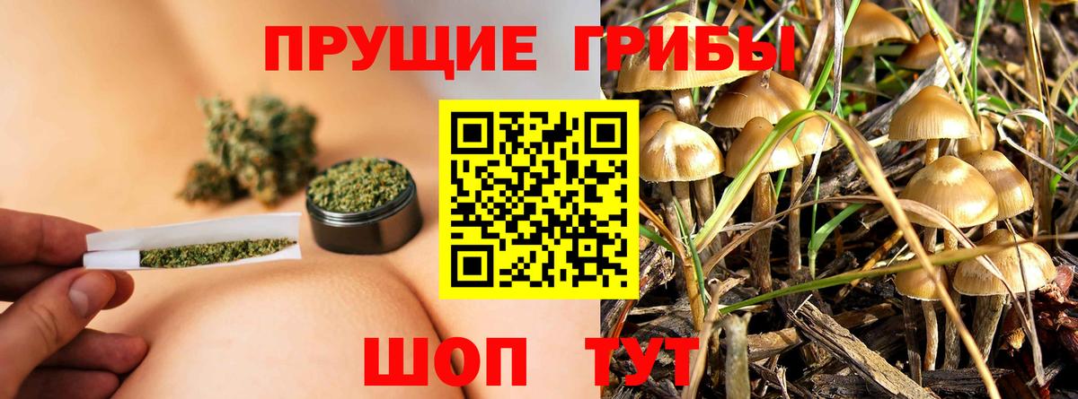 Псилоцибиновые грибы прущие грибы Павловский Посад